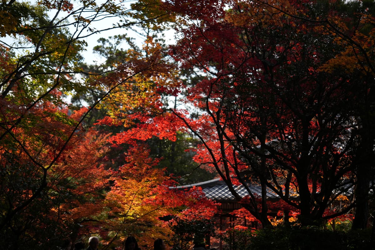 A photo of trees in autumn, with splashes of green, yellow and red. A tiled roof is visible through some of the trees in the background.